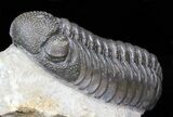 Austerops (Phacops) Trilobite - Exceptionally Nice #40133-1